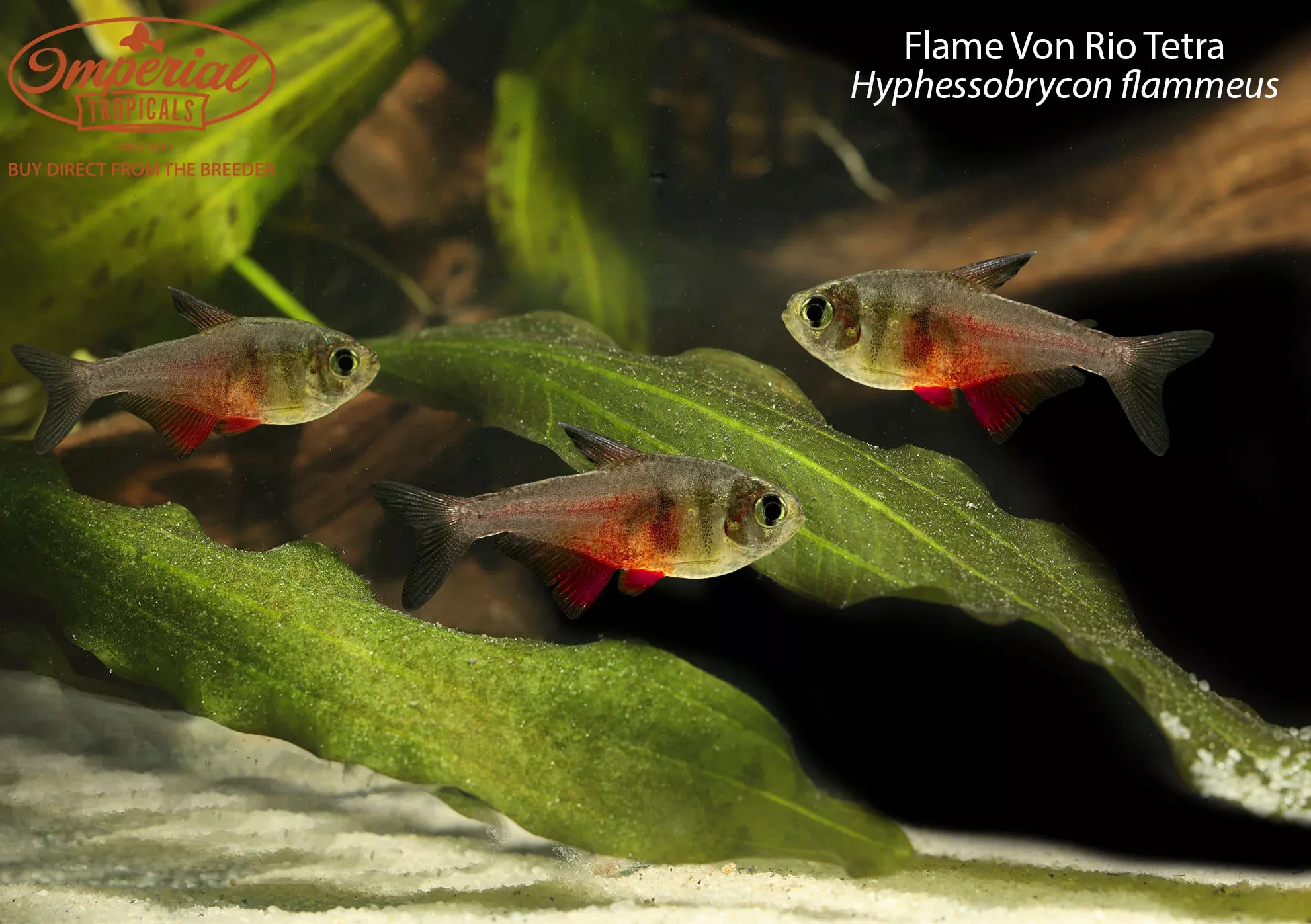 flame-von-rio-tetra Flame Von Rio Tetra