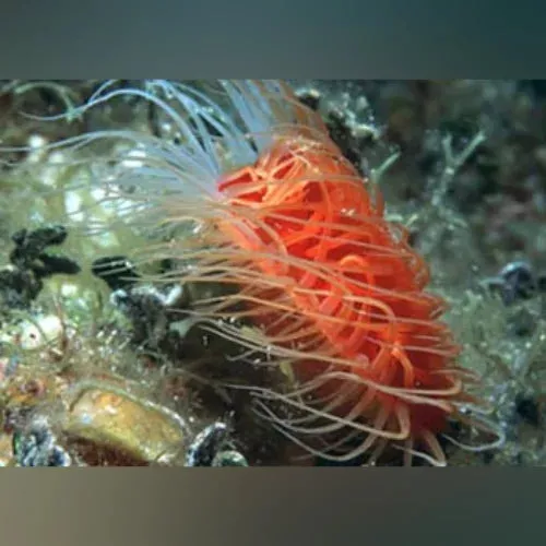 flashing-electric-scallop Flashing Electric Scallop