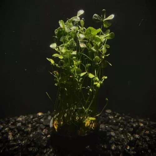 Four Leaf Clover (Potted)