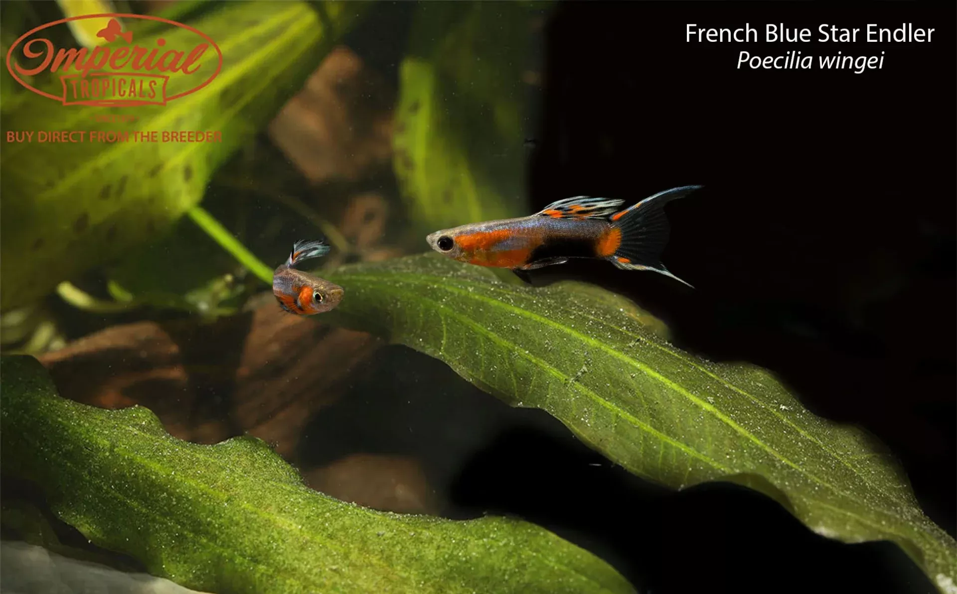 french-blue-star-endler French Blue Star Endler