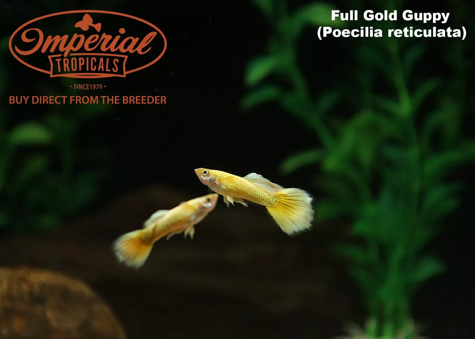 full-gold-guppy Full Gold Guppy
