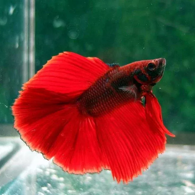 full-moon-betta-male Full Moon Betta Male