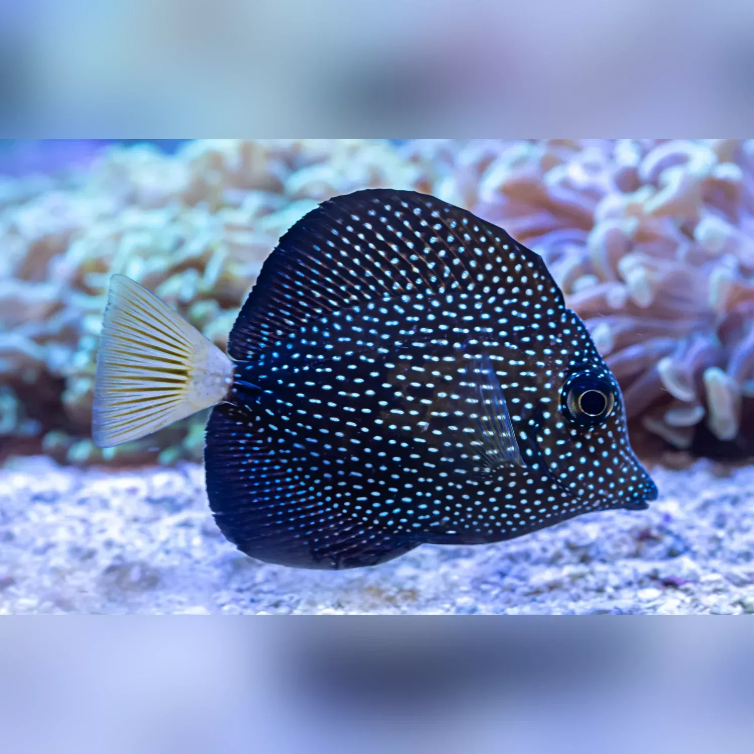 gem-tang Gem Tang