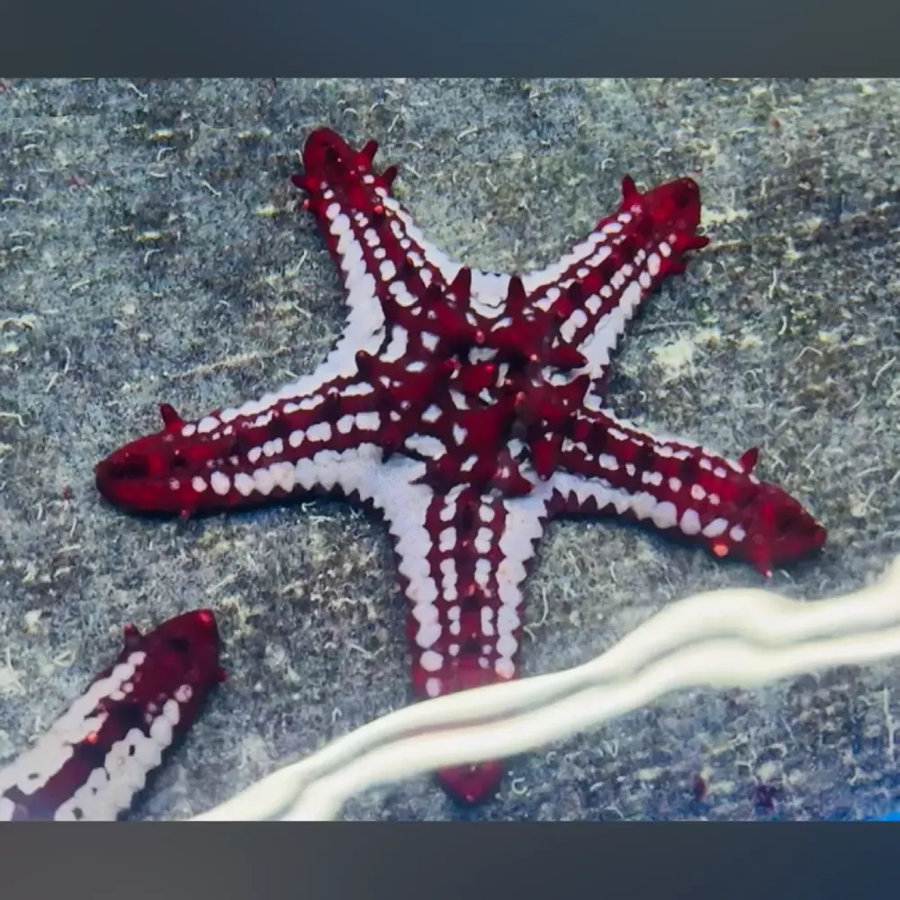 general-starfish General Starfish