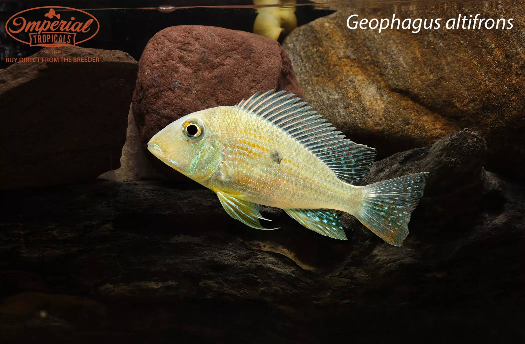 geophagus-altifrons Geophagus altifrons
