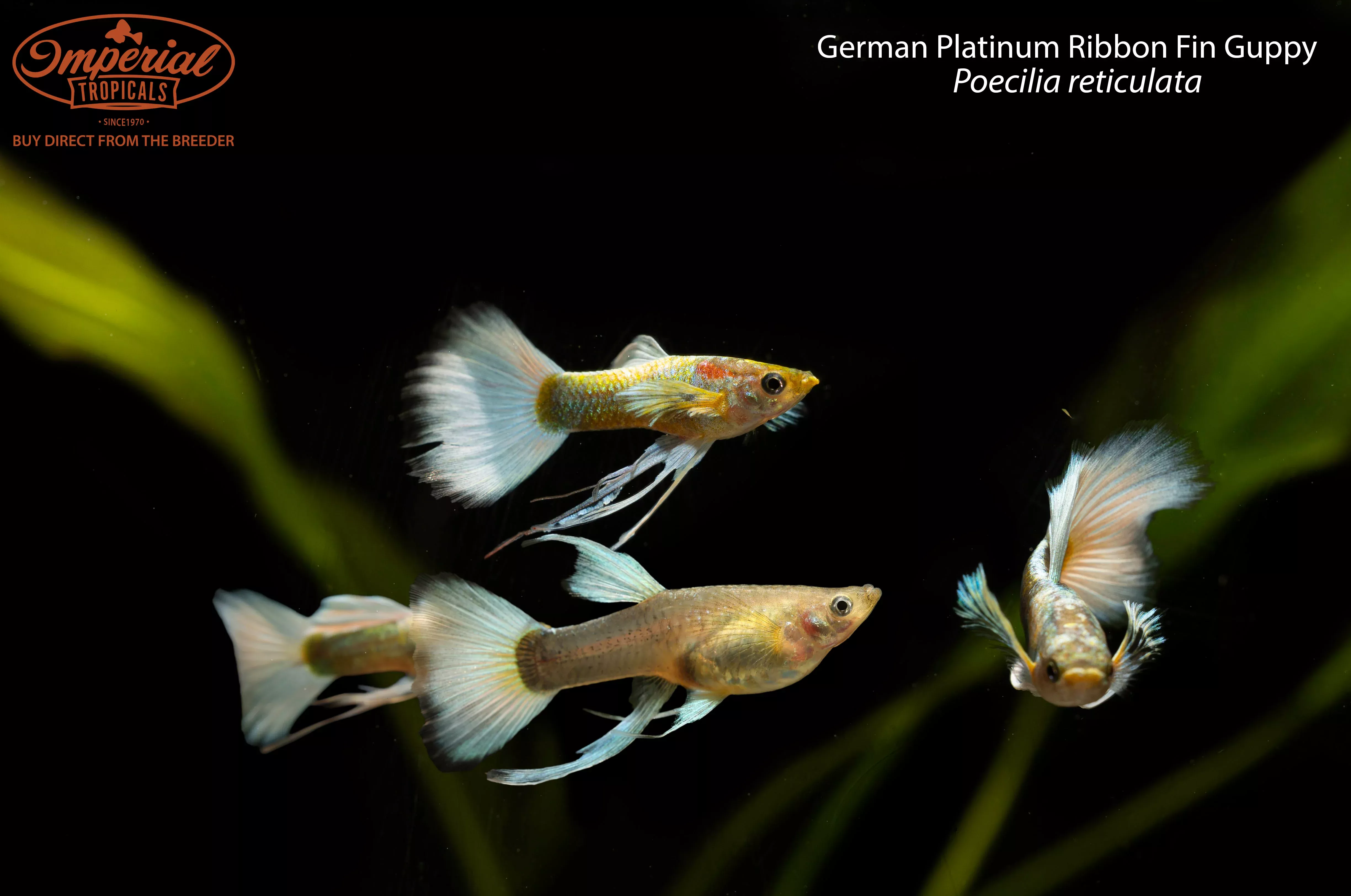 german-platinum-ribbon-fin-guppy German Platinum Ribbon Fin Guppy