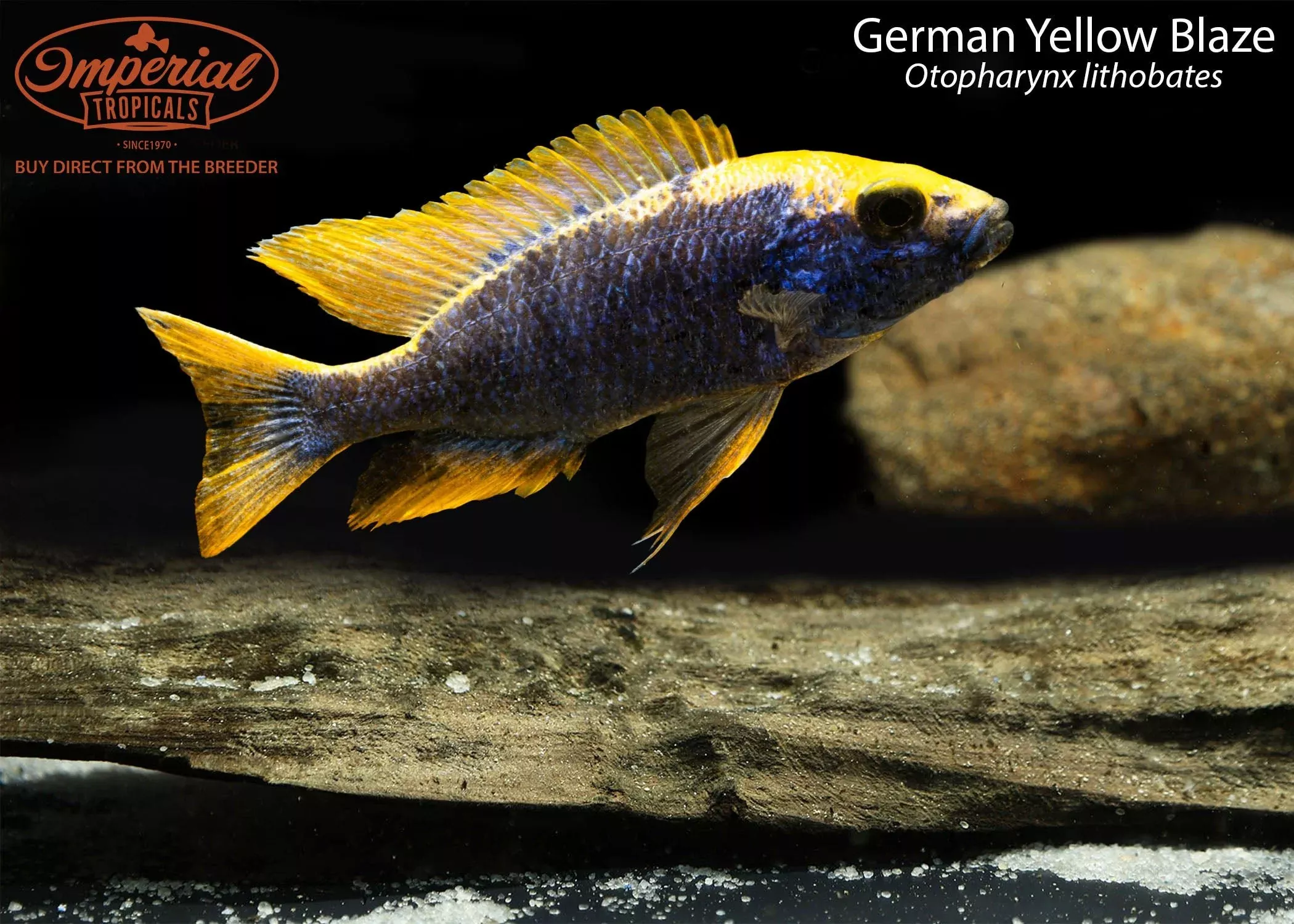 german-yellow-blaze German Yellow Blaze