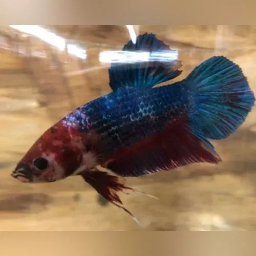 giant-betta-plakat Giant Betta Plakat