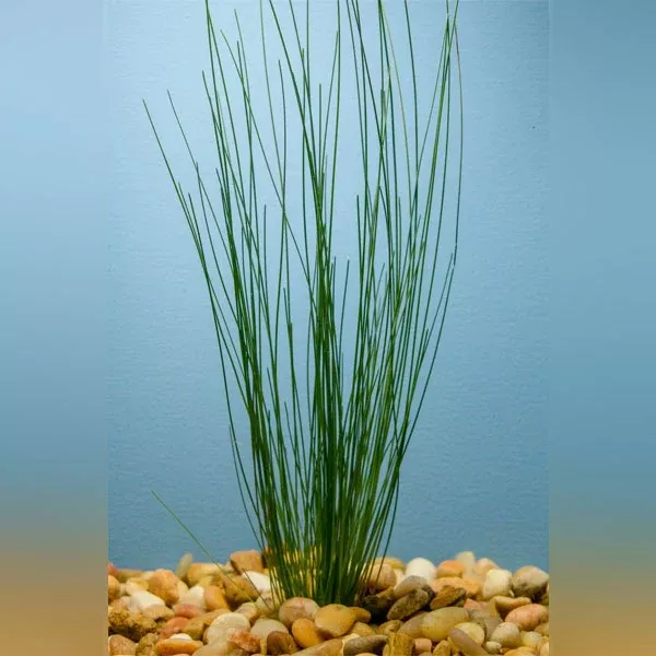 giant-hairgrass-potted Giant Hairgrass Potted