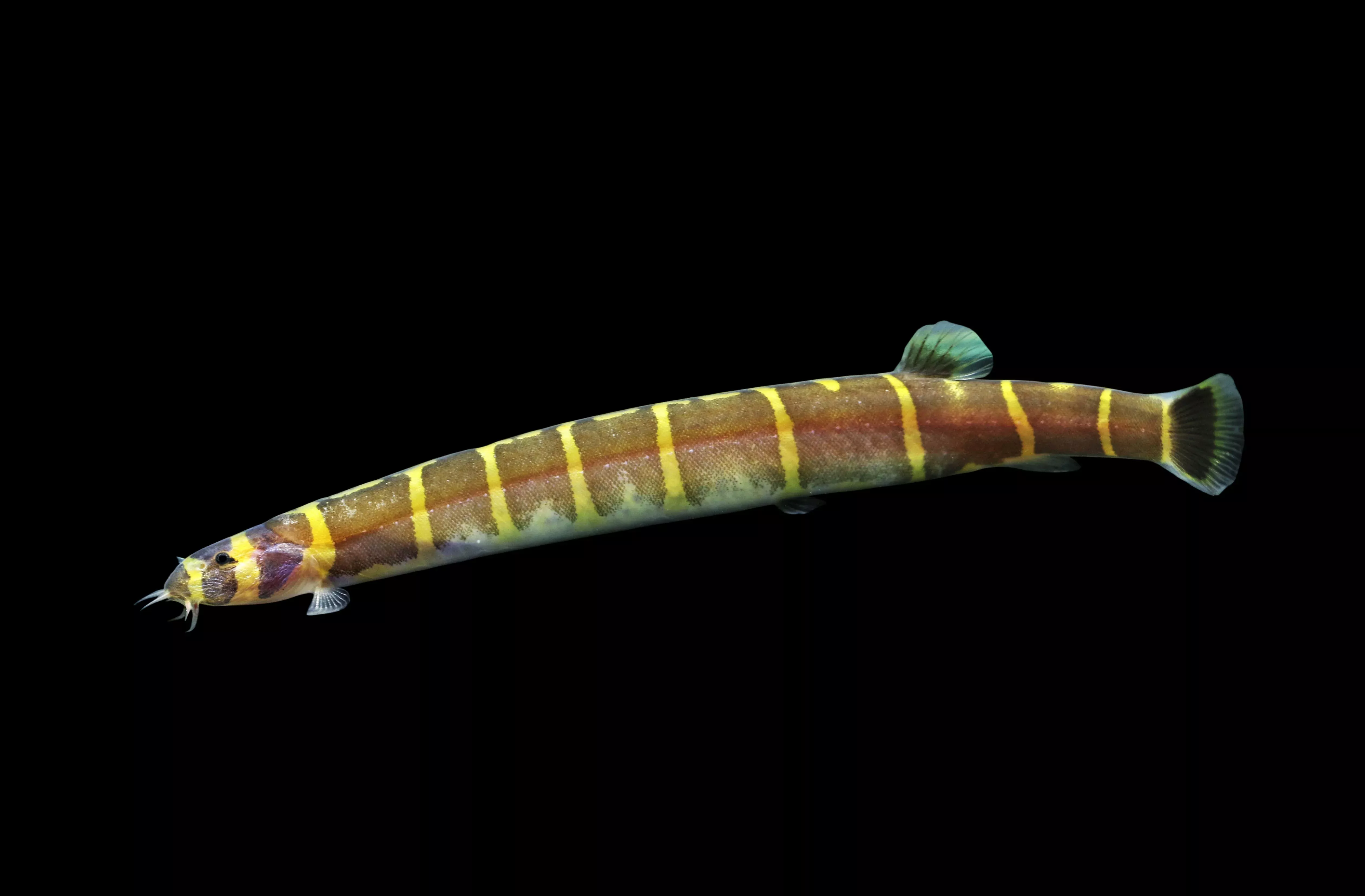 giant-kuhli-loach Giant Kuhli Loach