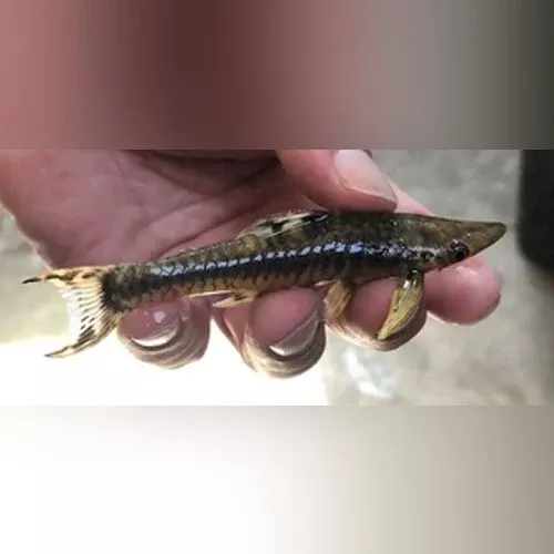 giant-otocinclus Giant Otocinclus