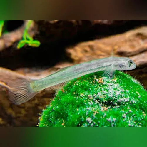 glass-goby Glass Goby