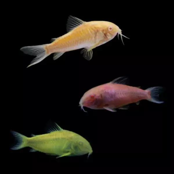 GloFish Corydora