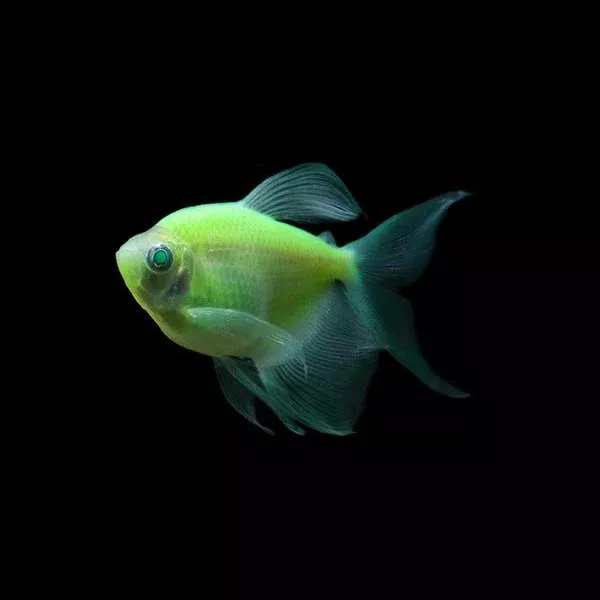 glofish-electric-green-tetra-long-fin Glofish Electric Green Tetra Long-Fin