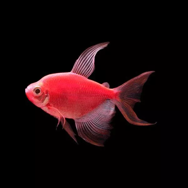 glofish-starfire-red-tetra-long-fin Glofish Starfire Red Tetra Long-Fin