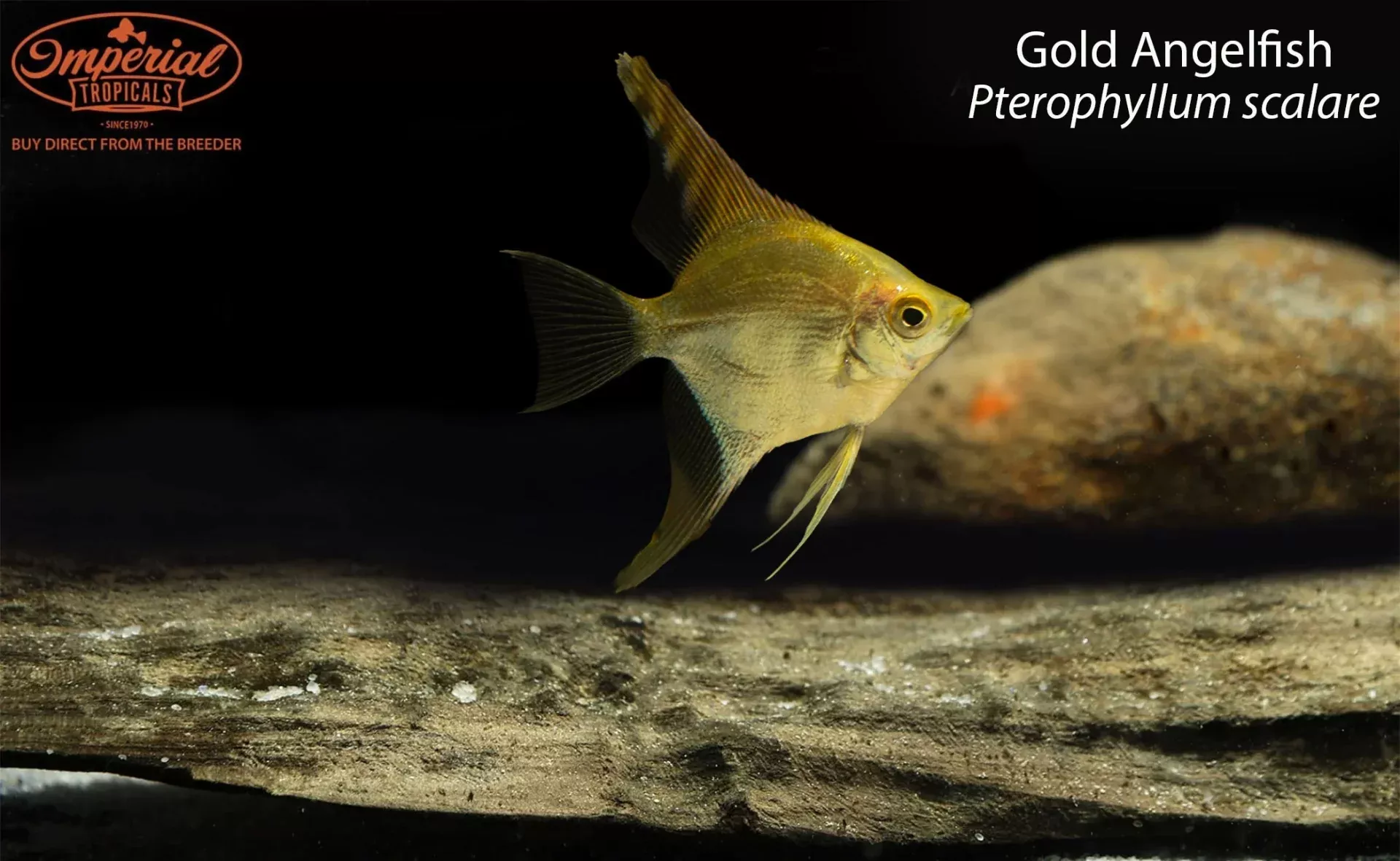 gold-angelfish-pterophyllum-scalare Gold Angelfish (Pterophyllum scalare)