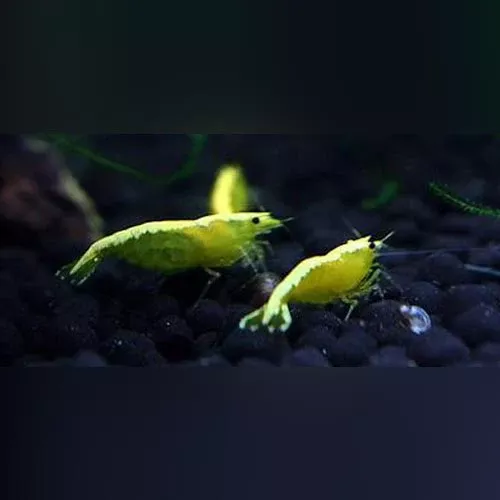 gold-back-yellow-fire-shrimp Gold Back Yellow Fire Shrimp