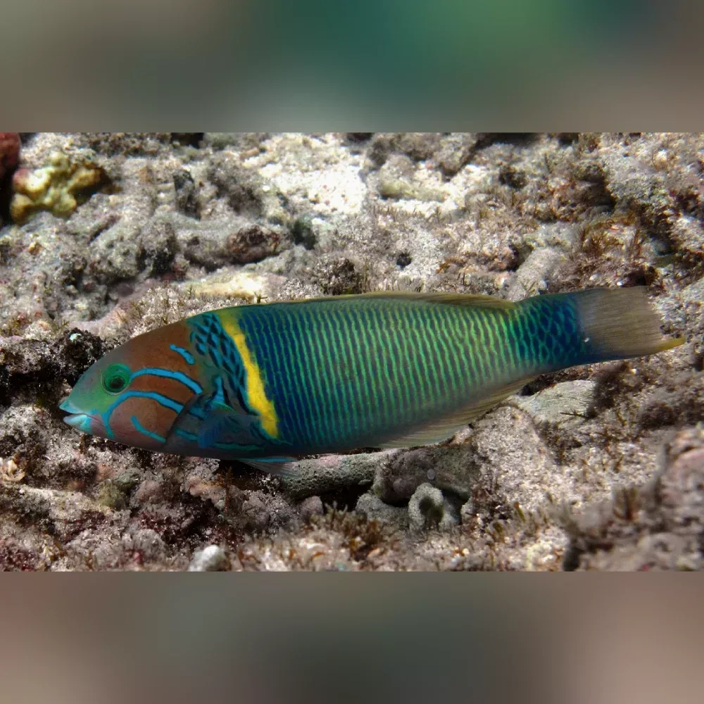gold-bar-wrasse Gold Bar Wrasse