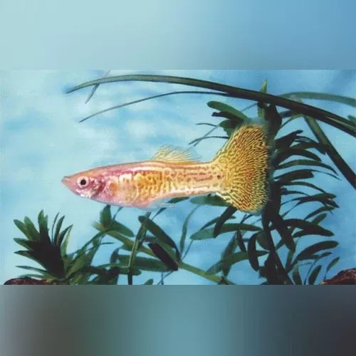 gold-cobra-guppy-pair Gold Cobra Guppy (Pair)