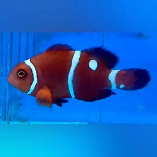 gold-dot-maroon-clownfish Gold Dot Maroon Clownfish