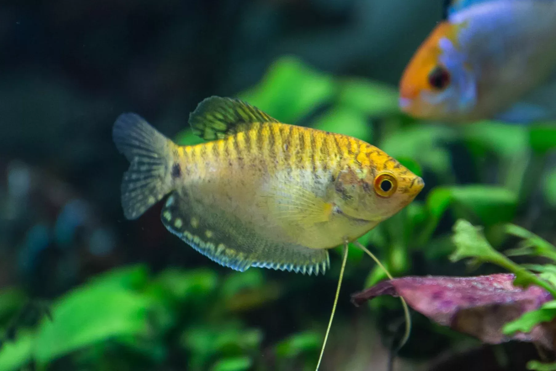 gold-gourami-2 Gold Gourami - 2"