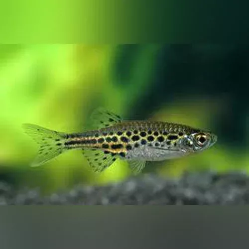 gold-ring-danio Gold Ring Danio