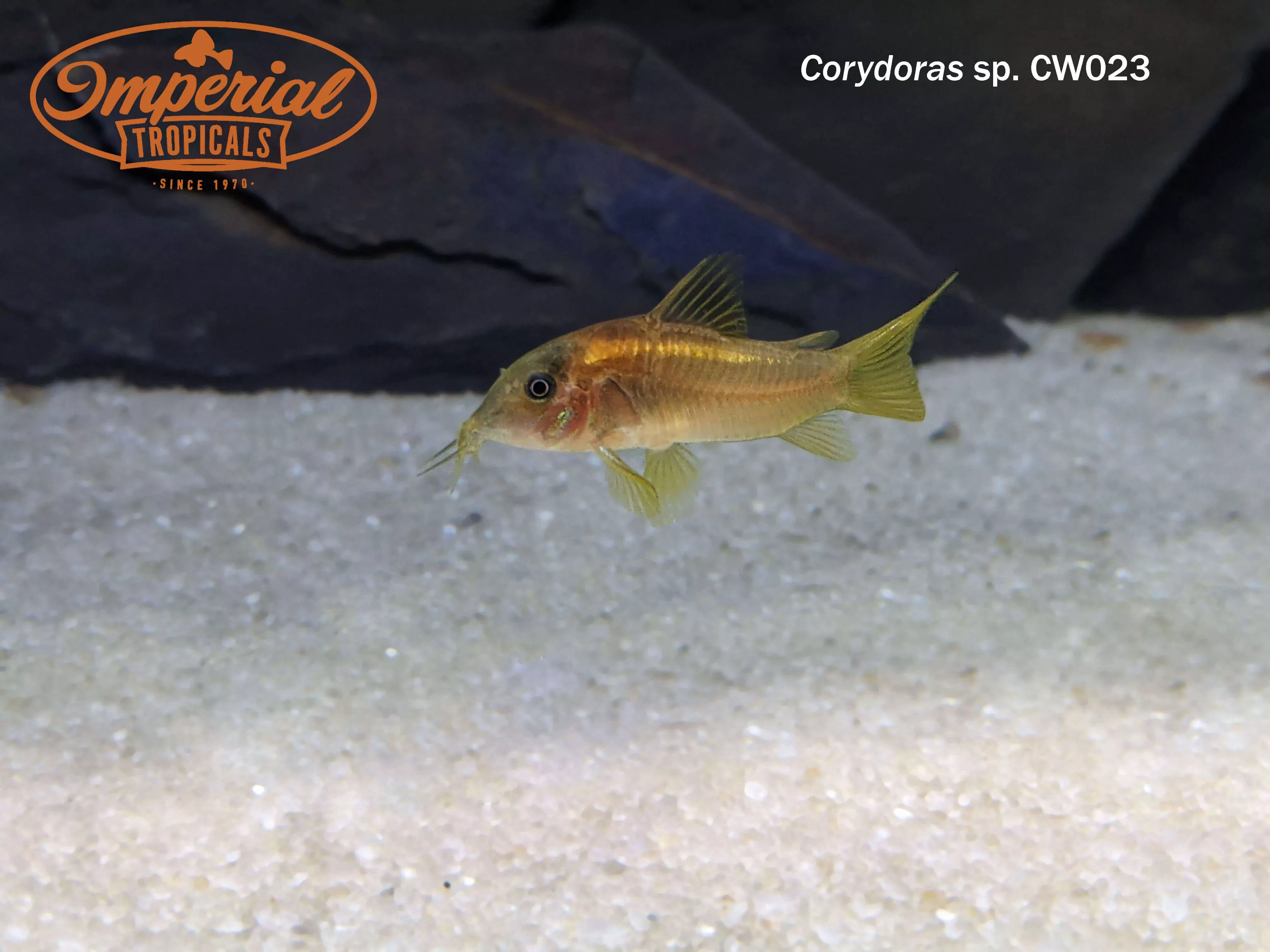 gold-stripe-osteogaster Gold Stripe Osteogaster
