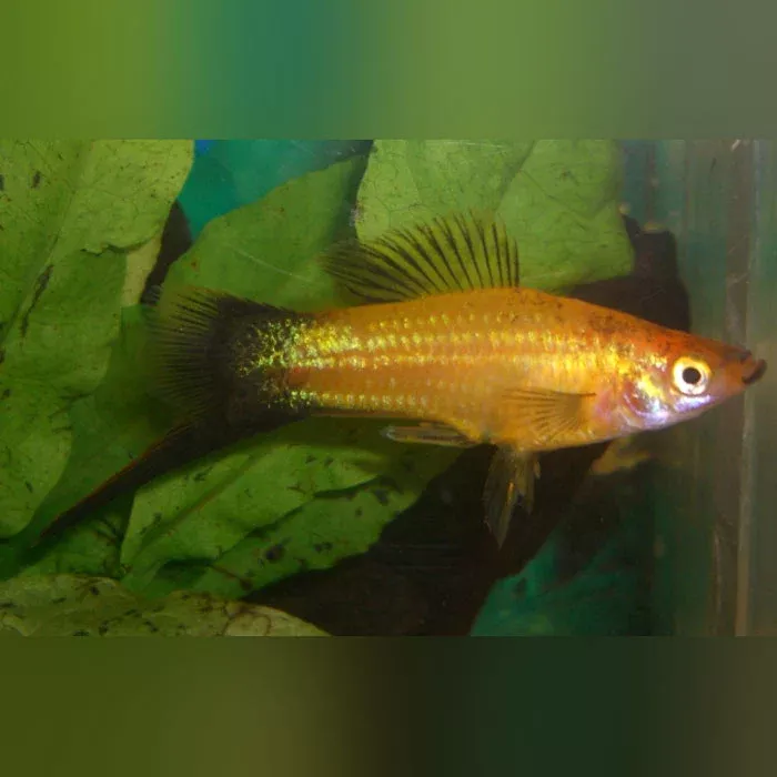 gold-wag-swordtail Gold Wag Swordtail