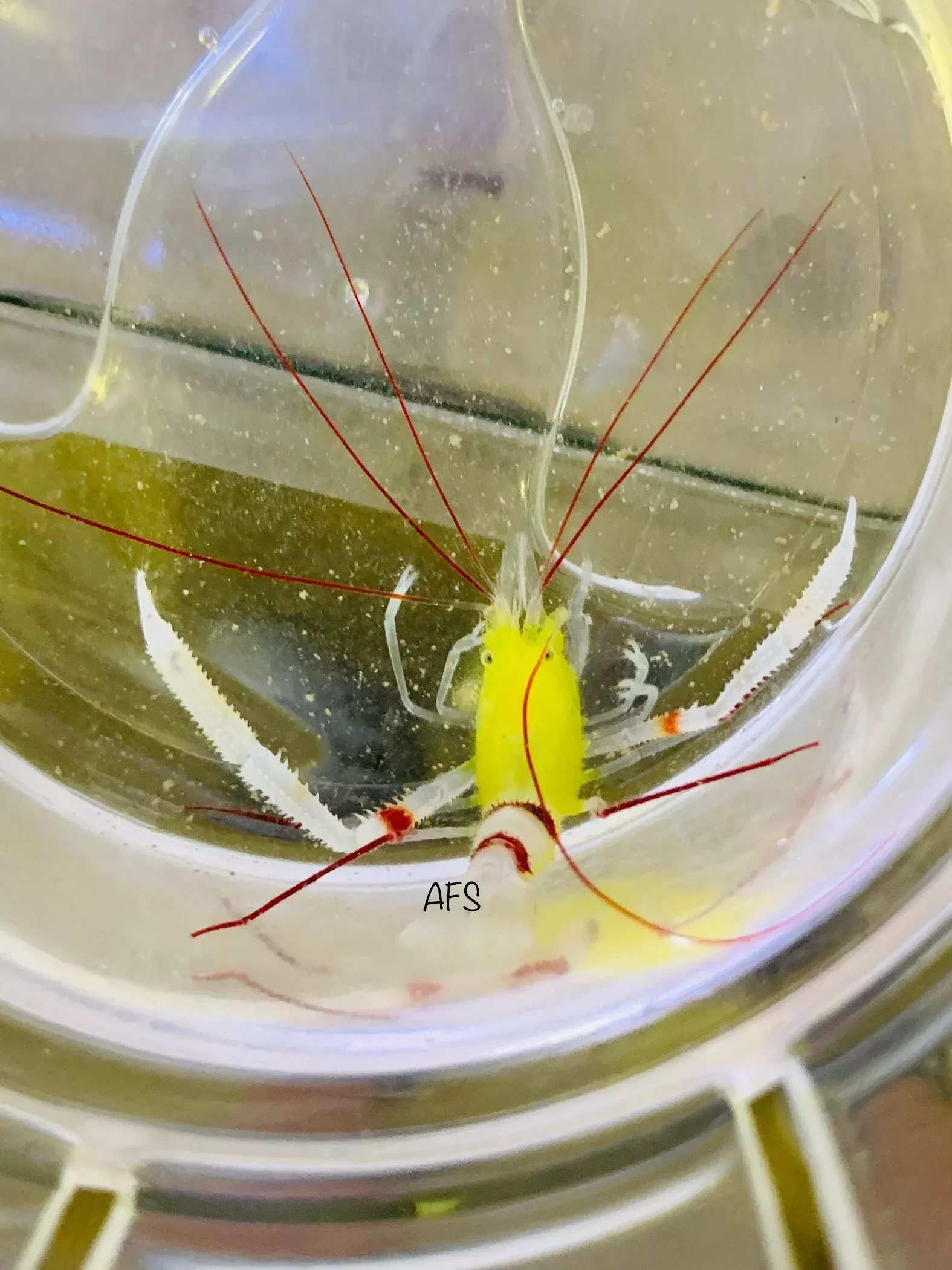 golden-banded-coral-shrimp Golden Banded Coral Shrimp