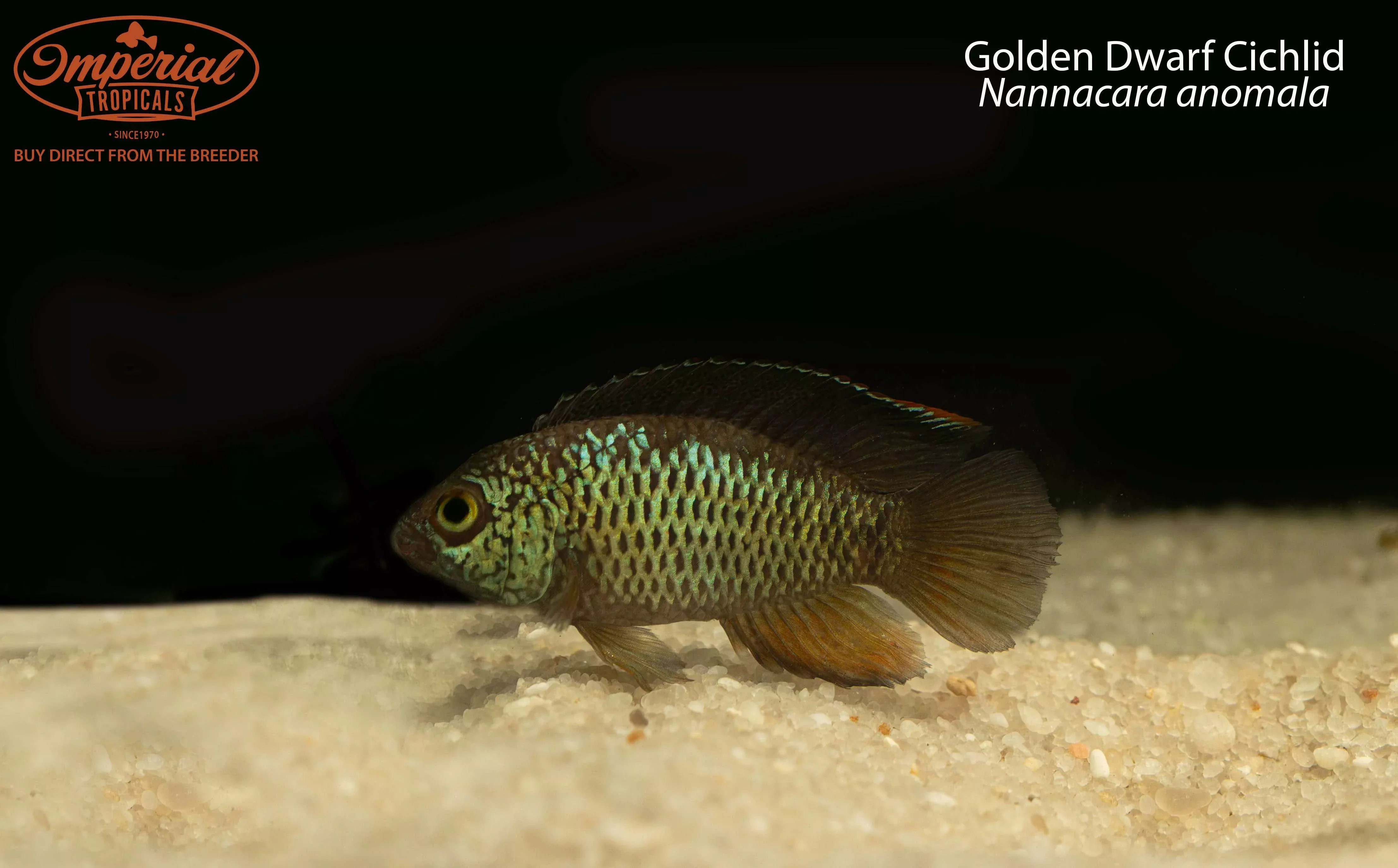 golden-dwarf-cichlid-nannacara-anomala Golden Dwarf Cichlid (Nannacara anomala)