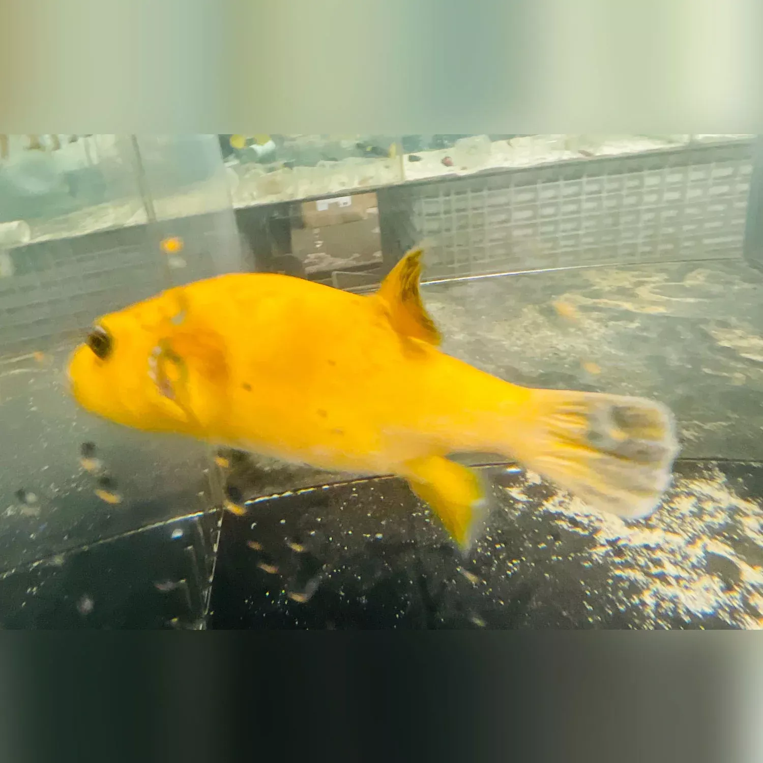 golden-puffer Golden Puffer