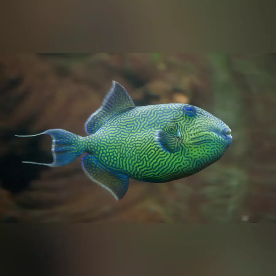 goldenback-triggerfish Goldenback Triggerfish