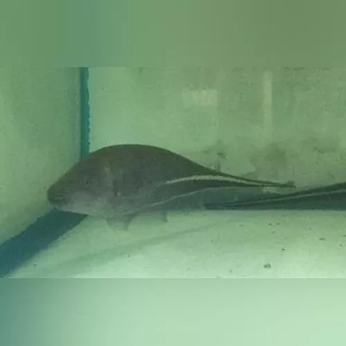 goldline-knifefish Goldline Knifefish