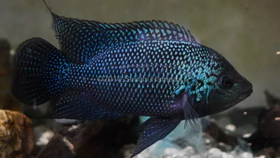 Gorillus Black Umbee Cichlid