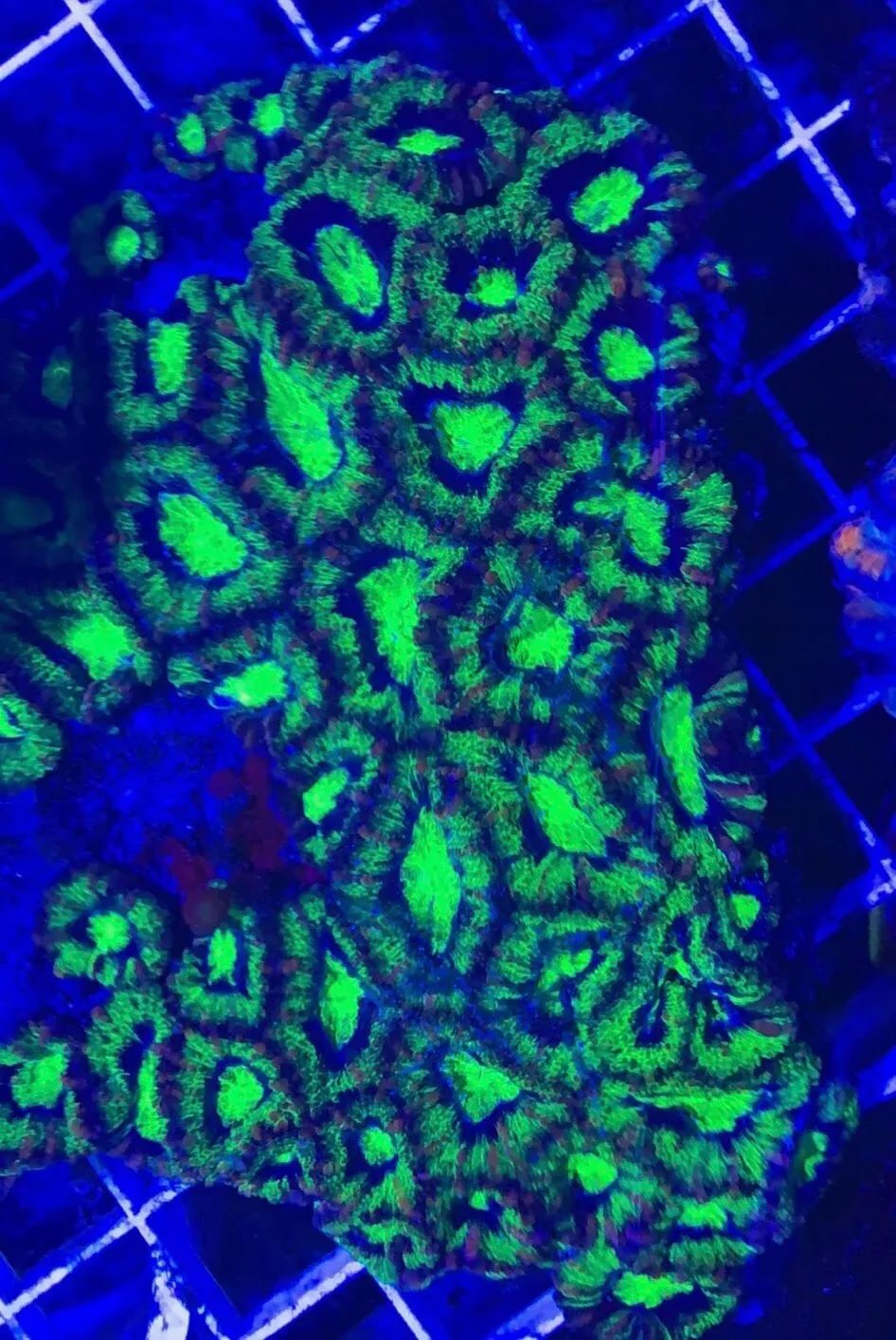 green-acanthastrea-coral Green Acanthastrea Coral