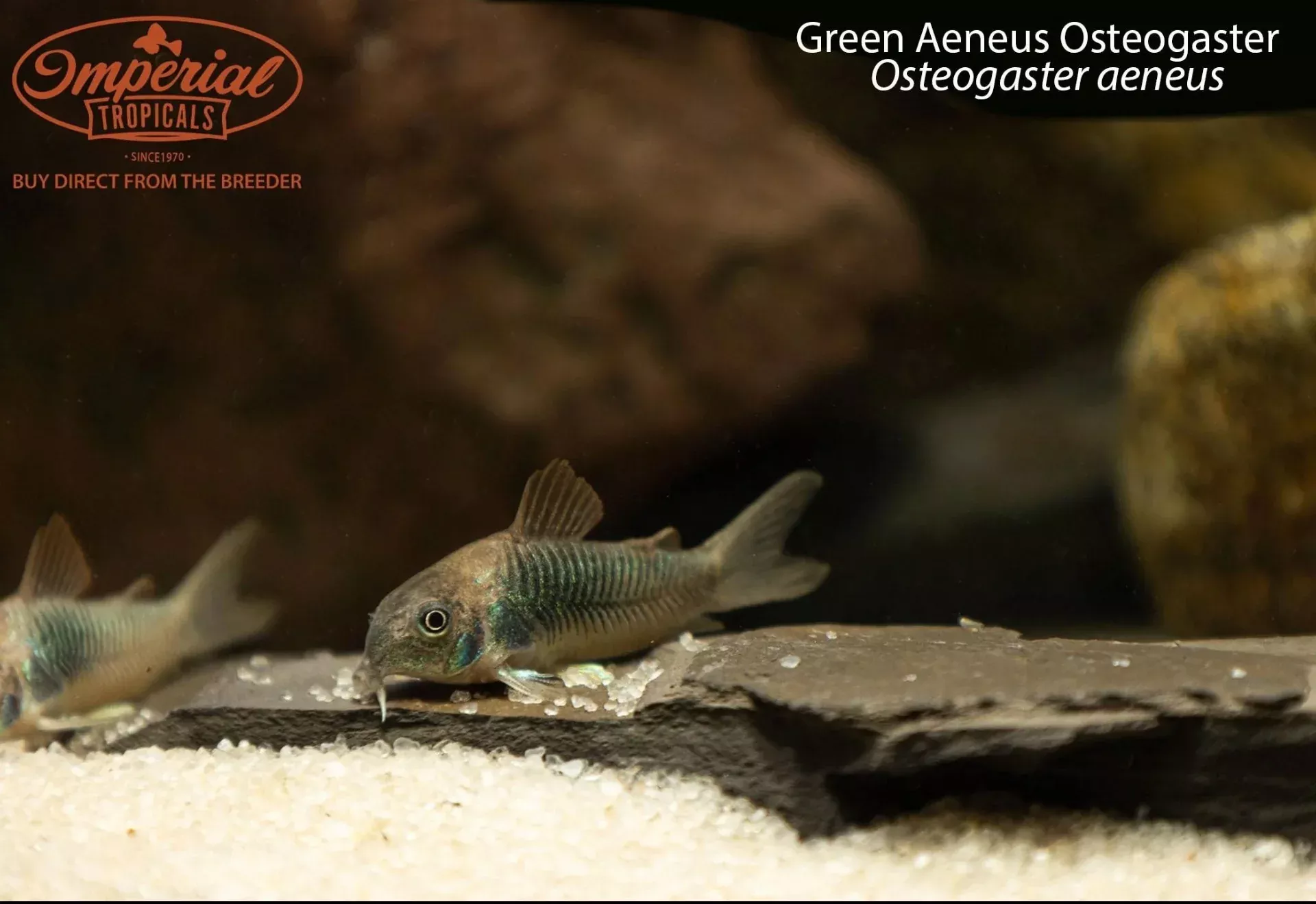 green-aeneus-osteogaster-osteogaster-aeneus Green Aeneus Osteogaster (Osteogaster aeneus)