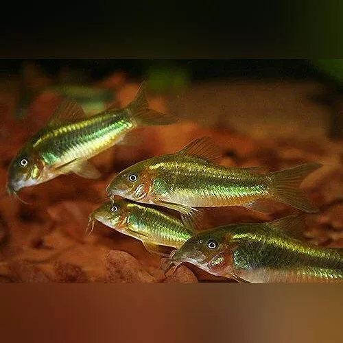 Green Laser Cory