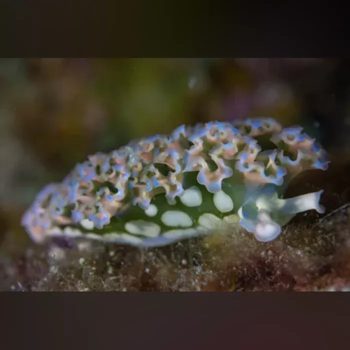 green-lettuce-nudibranch Green Lettuce Nudibranch