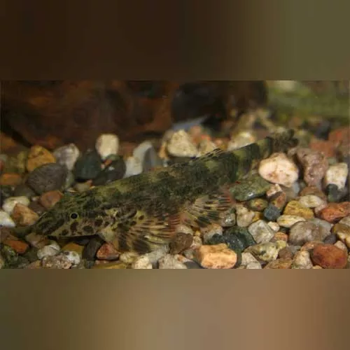 green-lizard-loach Green Lizard Loach