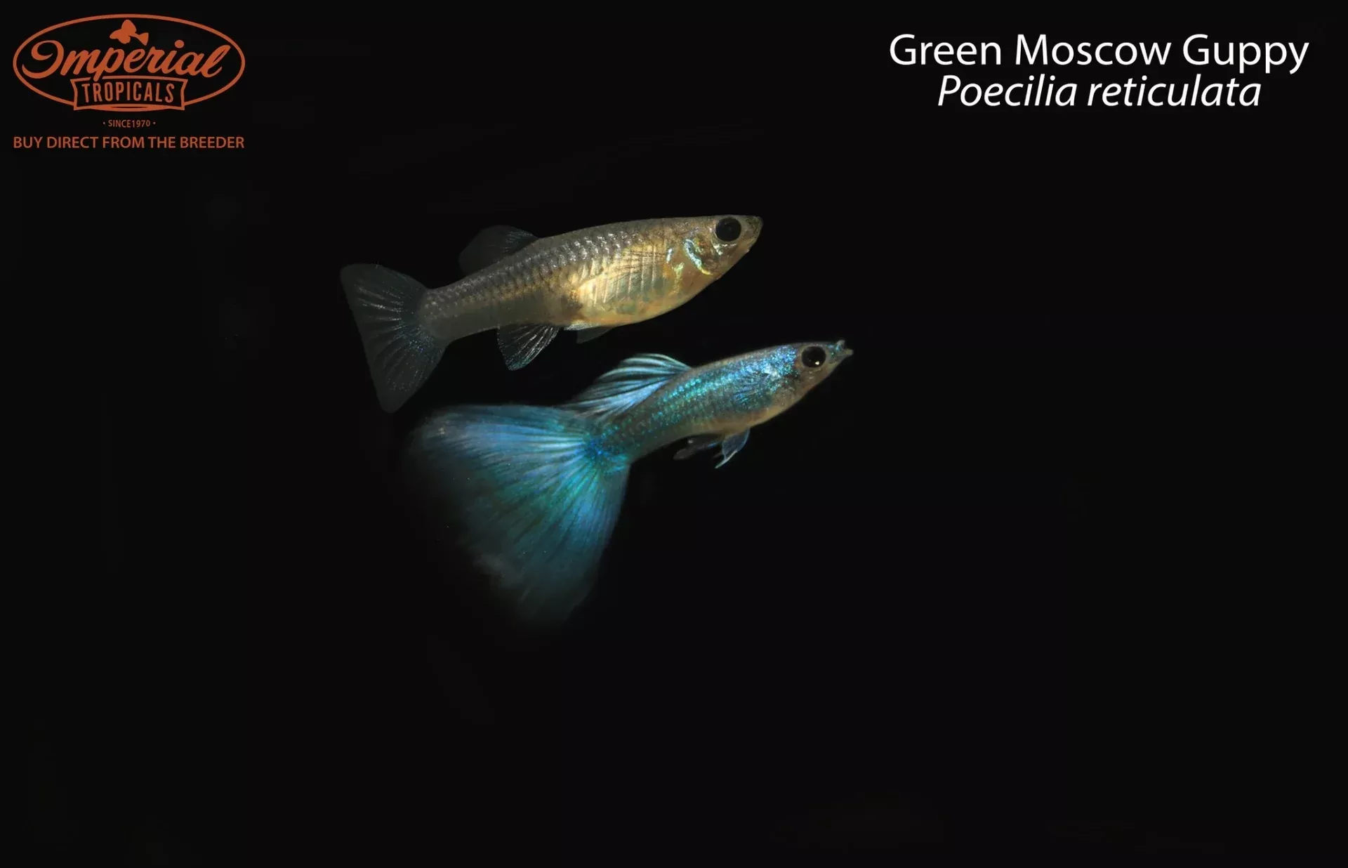 green-moscow-guppy-poecilia-reticulata Green Moscow Guppy (Poecilia reticulata)