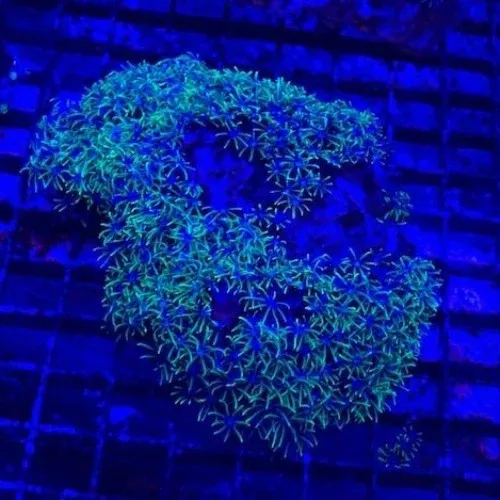 green-star-polyps-coral Green Star Polyps Coral