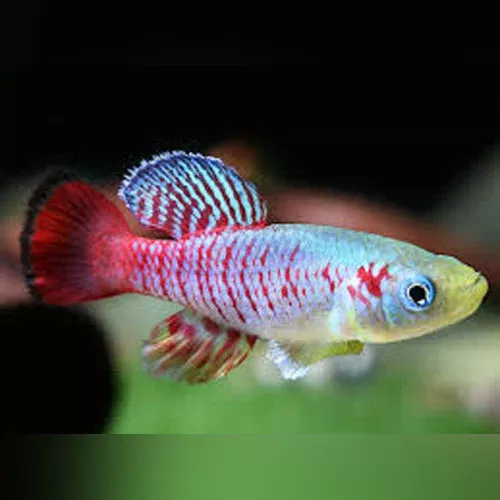 guentheri-killifish-pair Guentheri Killifish (Pair)