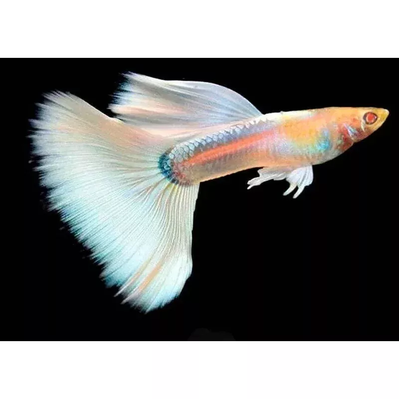 guppy-full-platinum-albino-guppy-pair Guppy – Full Platinum Albino Guppy (Pair)