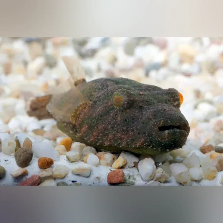 hairy-puffer Hairy Puffer
