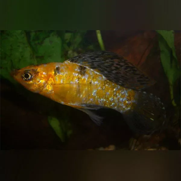 harlequin-lyre-tail-molly Harlequin Lyre Tail Molly