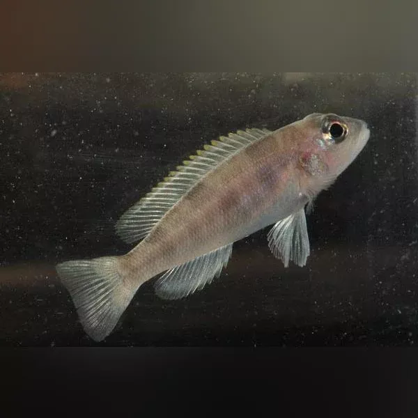 hecqui-shell-dweller Hecqui Shell Dweller