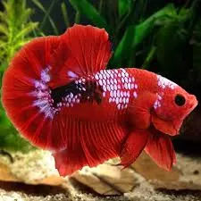 hell-boy-betta Hell Boy Betta