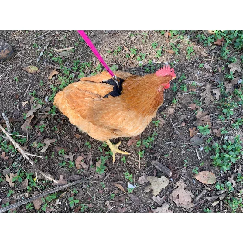 hen-saver-chicken-harness-chicken-duck-harness-without-diaper Hen Saver Chicken Harness (Chicken and Duck Harness without Diaper)