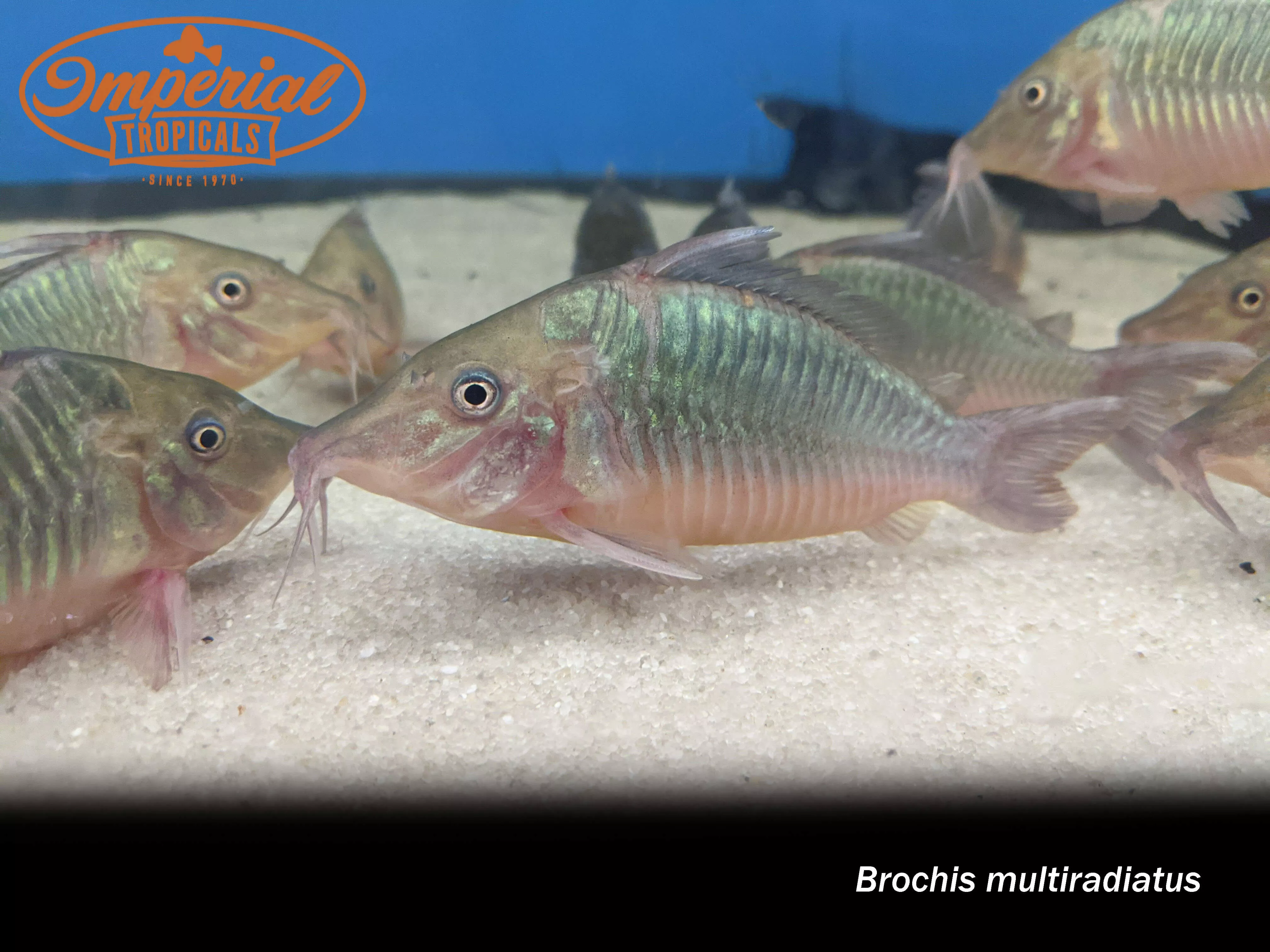 Hog Nose Brochis
