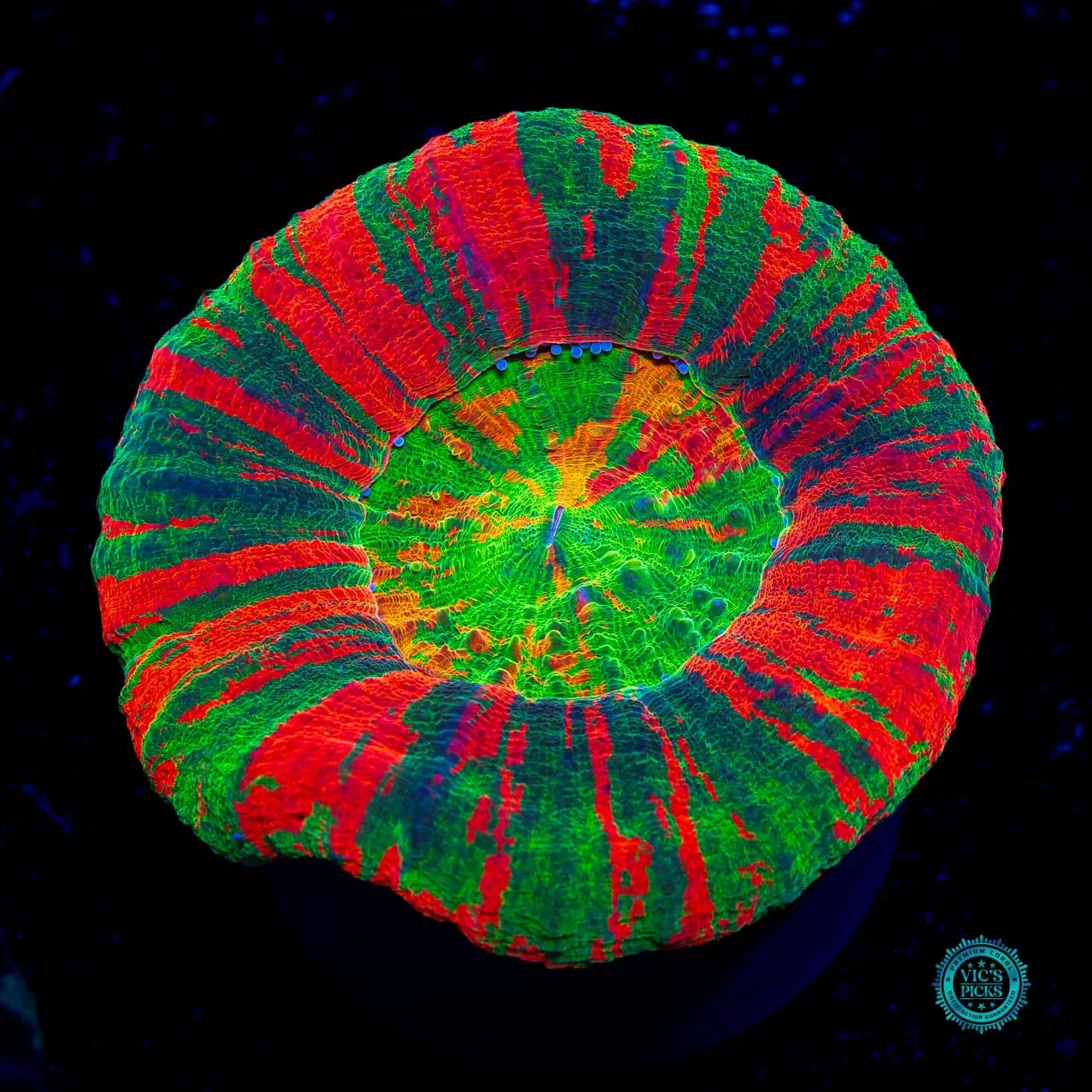 hyperdrive-scolymia Hyperdrive Scolymia